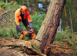 Best Lot and Land Clearing  in North Fair Oaks, CA
