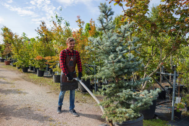 Trusted North Fair Oaks, CA Tree Removal Experts
