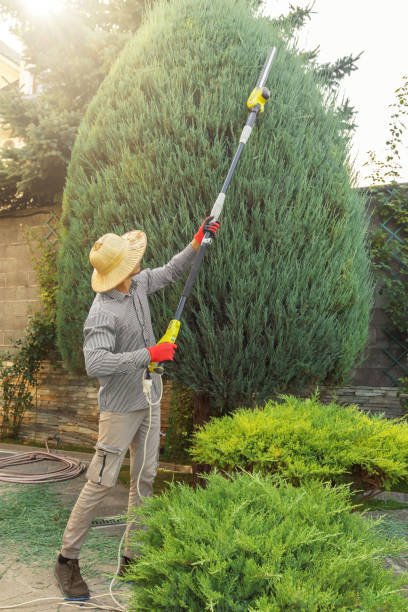 Best Commercial Tree Services  in North Fair Oaks, CA